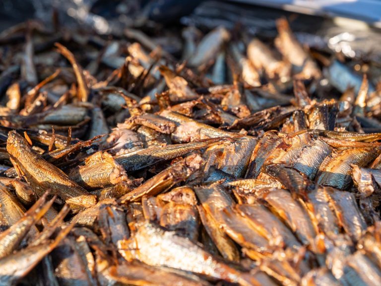 Geräucherte Sprotten in übergroßer Fischkonservendose